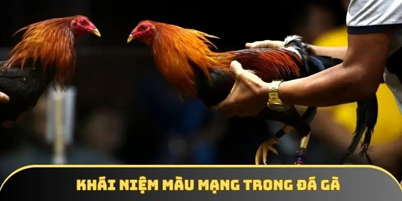 Khái niệm màu mạng trong đá gà cho ai chưa biết