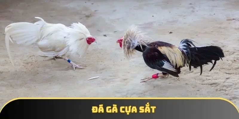 Đá gà cựa sắt KKWIN uy tín - Đặt cược dễ thắng, thưởng khủng