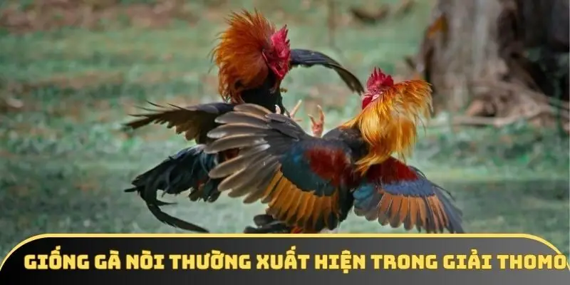 Giống gà nòi thường xuất hiện trong giải Thomo