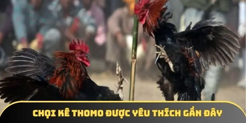 Chọi kê Thomo được yêu thích gần đây