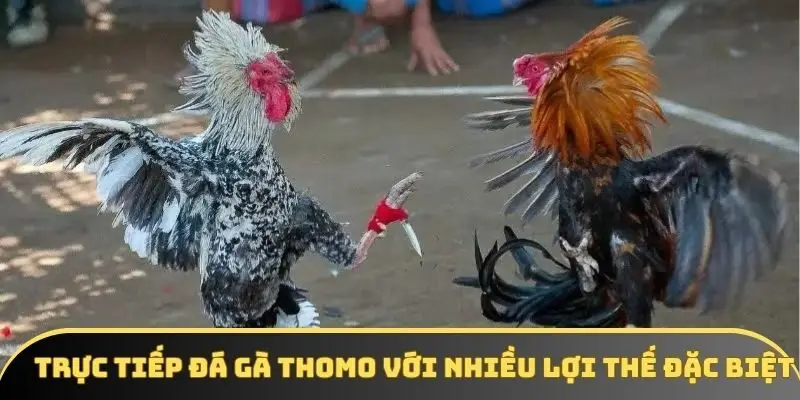 Trực tiếp đá gà Thomo với nhiều lợi thế đặc biệt